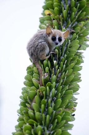 Framed Close-up of a Grey Mouse lemur (Microcebus murinus) on a tree, Berenty, Madagascar Print