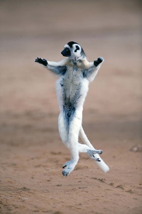Framed Verreaux&#39;s sifaka dancing in a field, Berenty, Madagascar Print
