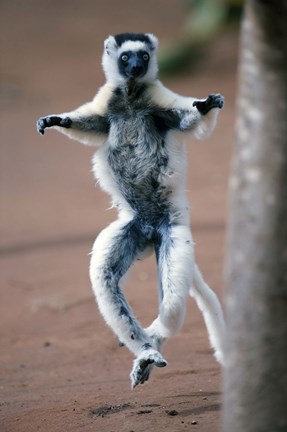 Framed Close up of Verreaux&#39;s sifaka Monkey dancing in a field, Berenty, Madagascar Print