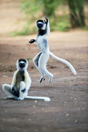 Framed Pair of Verreaux's sifaka in a field, Berenty, Madagascar Print