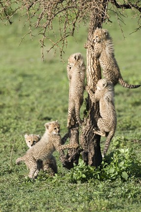 Framed Cheetah Cubs (Acinonyx jubatus), Ndutu, Ngorongoro, Tanzania Print