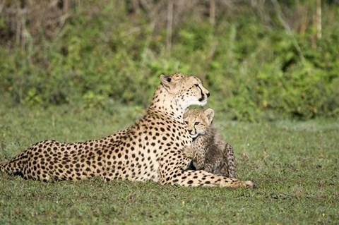 Framed Cheetah cub (Acinonyx jubatus) playing with its mother, Ndutu, Ngorongoro, Tanzania Print
