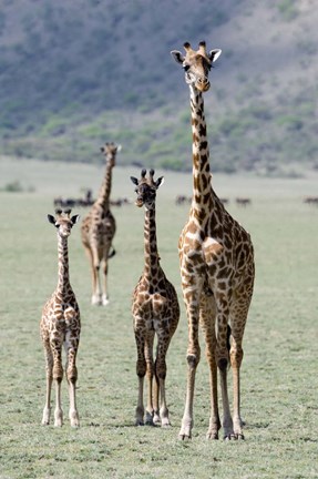 Framed Giraffes (Giraffa camelopardalis) standing in a forest, Lake Manyara, Tanzania Print