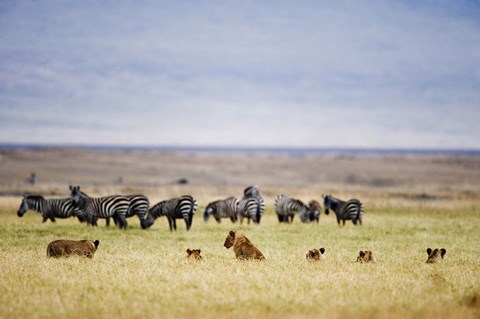Framed Lion family (Panthera leo) looking at a herd of zebras in a field, Ngorongoro Crater, Ngorongoro, Tanzania Print