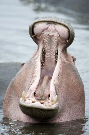 Framed Close-up of a hippopotamus (Hippopotamus amphibius) yawning in a lake, Lake Manyara, Tanzania Print