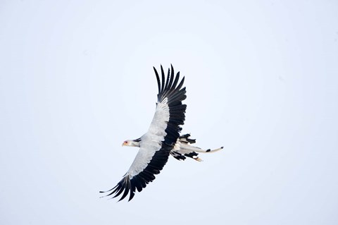 Framed Secretary bird (Sagittarius serpentarius) in flight, Samburu National Park, Rift Valley Province, Kenya Print