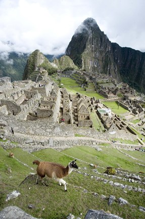 Framed High angle view of Llama (Lama glama) with Incan ruins in the background, Machu Picchu, Peru Print