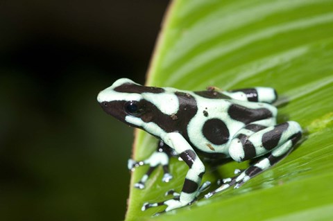 Framed Close-up of a Green and Black Poison Dart frog (Dendrobates auratus) on a leaf, Costa Rica Print