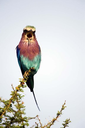 Framed Lilac-Breasted Roller (Coracias caudatus) bird perching on a branch, Tarangire National Park, Tanzania Print