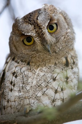 Framed Close Up of an African Scops owl (Otus senegalensis), Tarangire National Park, Tanzania Print