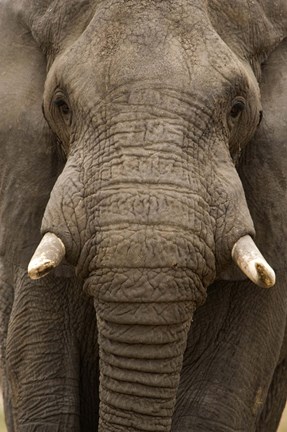 Framed Close-up of an African elephant (Loxodonta africana) trunk, Lake Manyara, Tanzania Print