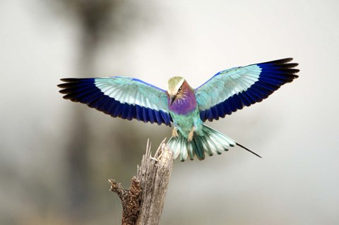 Framed Close-up of a Lilac-Breasted Roller (Coracias caudatus), Tarangire National Park, Tanzania Print