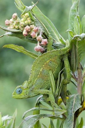 Framed Close-up of a Dwarf chameleon (Brookesia minima), Ngorongoro Crater, Ngorongoro, Tanzania Print