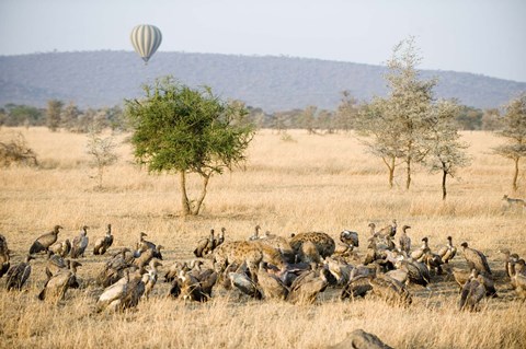Framed Spotted hyenas (crocuta crocuta) and vultures squabbling over dead Hippopotamus (Hippopotamus amphibius), Serengeti, Tanzania Print