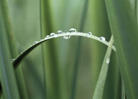 Framed Close up of Dew drops on a Blade of Grass Print