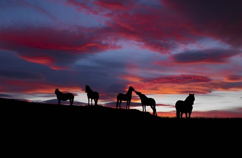 Framed Silhouette of horses at night, Iceland Print