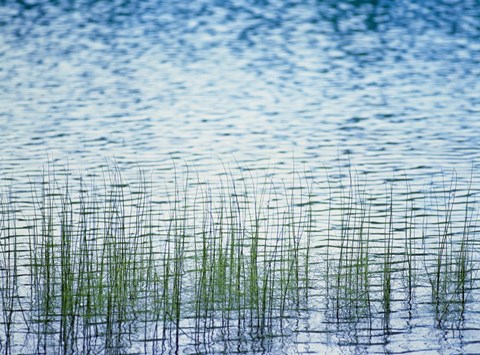 Framed Grass in water Print