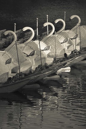 Framed Swan boats in a river, Boston Public Garden, Boston, Massachusetts, USA Print
