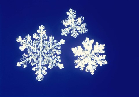 Framed Snowflakes Print