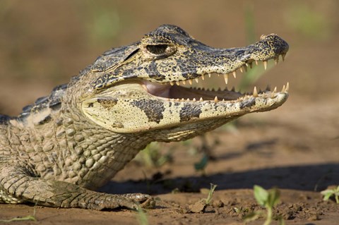 Framed Yacare caiman (Caiman crocodilus yacare), Three Brothers River, Meeting of the Waters State Park, Pantanal Wetlands, Brazil Print