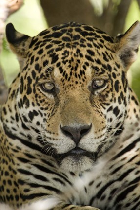 Framed Close-up of a Jaguar (Panthera onca), Three Brothers River, Meeting of the Waters State Park, Pantanal Wetlands, Brazil Print