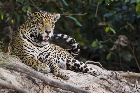 Framed Jaguar (Panthera onca) snarling, Three Brothers River, Meeting of the Waters State Park, Pantanal Wetlands, Brazil Print