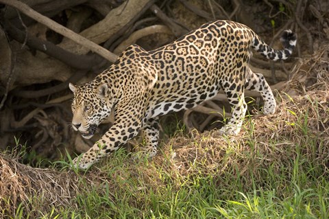 Framed Jaguar (Panthera onca) foraging in a forest, Three Brothers River, Meeting of the Waters State Park, Pantanal Wetlands, Brazil Print