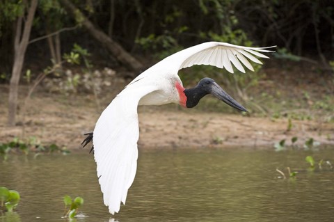 Framed Jabiru Stork (Jabiru mycteria) over Water, Three Brothers River, Meeting of the Waters State Park, Pantanal Wetlands, Brazil Print