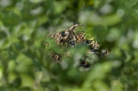 Framed Jaguar (Panthera onca) behind leaves, Three Brothers River, Meeting of the Waters State Park, Pantanal Wetlands, Brazil Print