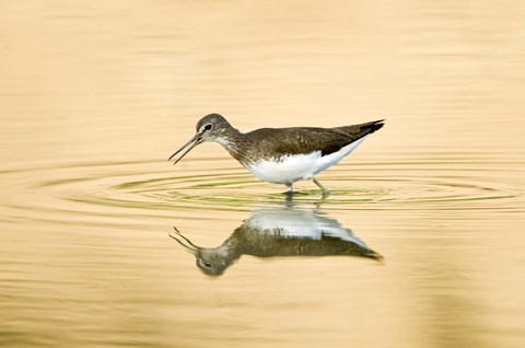 Framed Close-up of a Wood sandpiper (Tringa glareola) in water, Keoladeo National Park, Rajasthan, India Print