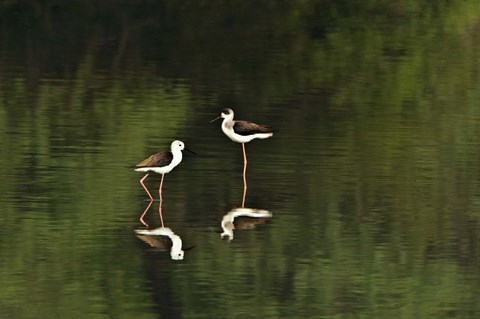 Framed Close-up of two Black-Winged stilts (Himantopus himantopus) in water, Keoladeo National Park, Rajasthan, India Print