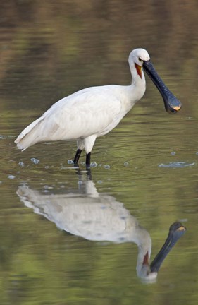 Framed Eurasian spoonbill (Platalea leucorodia) in a lake, Keoladeo National Park, Rajasthan, India Print