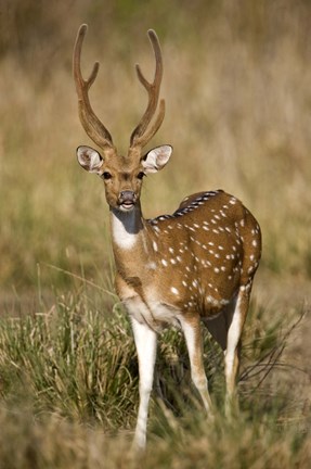 Framed Spotted deer (Axis axis) in a forest, Bandhavgarh National Park, Umaria District, Madhya Pradesh, India Print