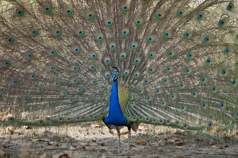 Framed Peacock displaying its plumage, Bandhavgarh National Park, Umaria District, Madhya Pradesh, India Print