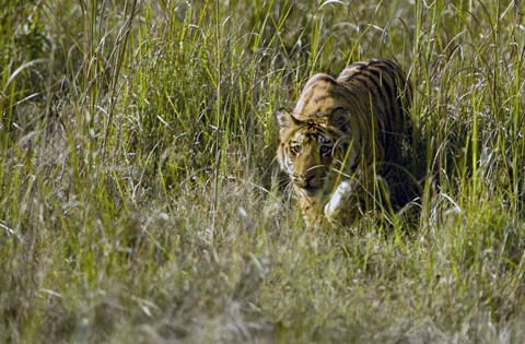 Framed Bengal Tiger (Panthera tigris tigris) cub walking in a forest, Bandhavgarh National Park, Umaria District, Madhya Pradesh, India Print