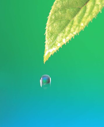 Framed Droplet Falling From Green Leaf with Green and Teal Colored Background Print