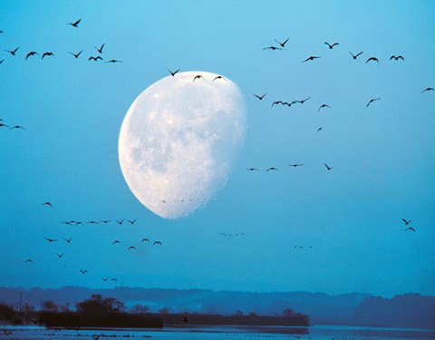 Framed Migrating Birds in Blue Sky with Half Moon Print