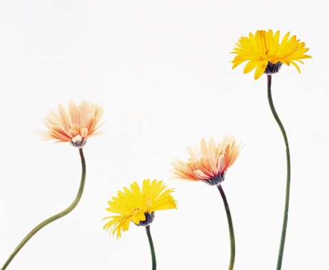 Framed Four Yellow and Pink Daisies on White Background Print