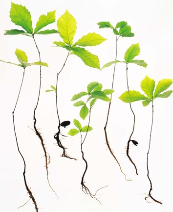 Framed Saplings with Root on White Background Print
