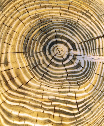 Framed Age Rings of Tree Trunk Print