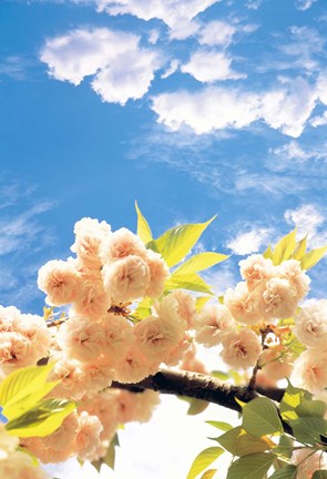 Framed Blossoms against Sky Print