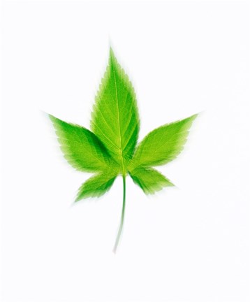 Framed Star Shaped Green Leaf On Beige Background Print