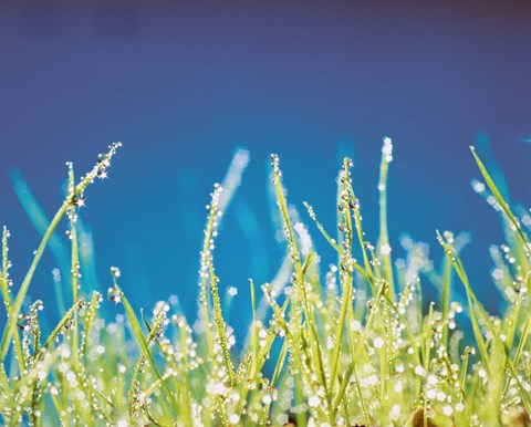 Framed Water Droplets on Blades of Grass Print