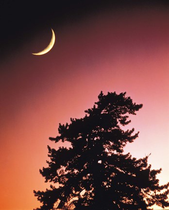 Framed Crescent Moon over Trees in Front Of Dark Red Sky Print