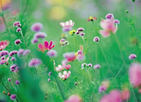 Framed Wildflowers in Bloom Print