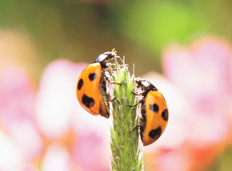 Framed Close Up Of Two Ladybugs Print