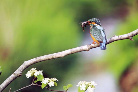 Framed Kingfisher Holding Fish in Beak Perched On a Branch Print