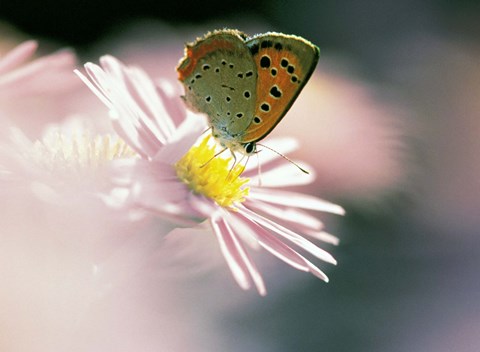 Framed Close Up Of Butterfly on Flower on Purple Lavender Print