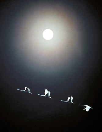 Framed Cranes Flying Across the Moon Print