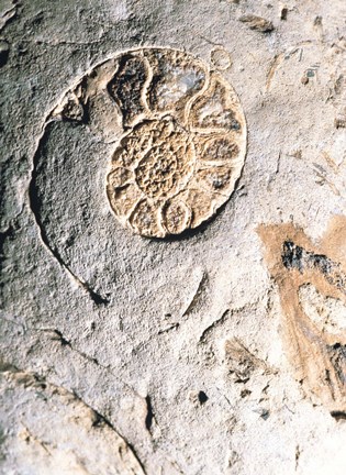 Framed Shell Impact Print